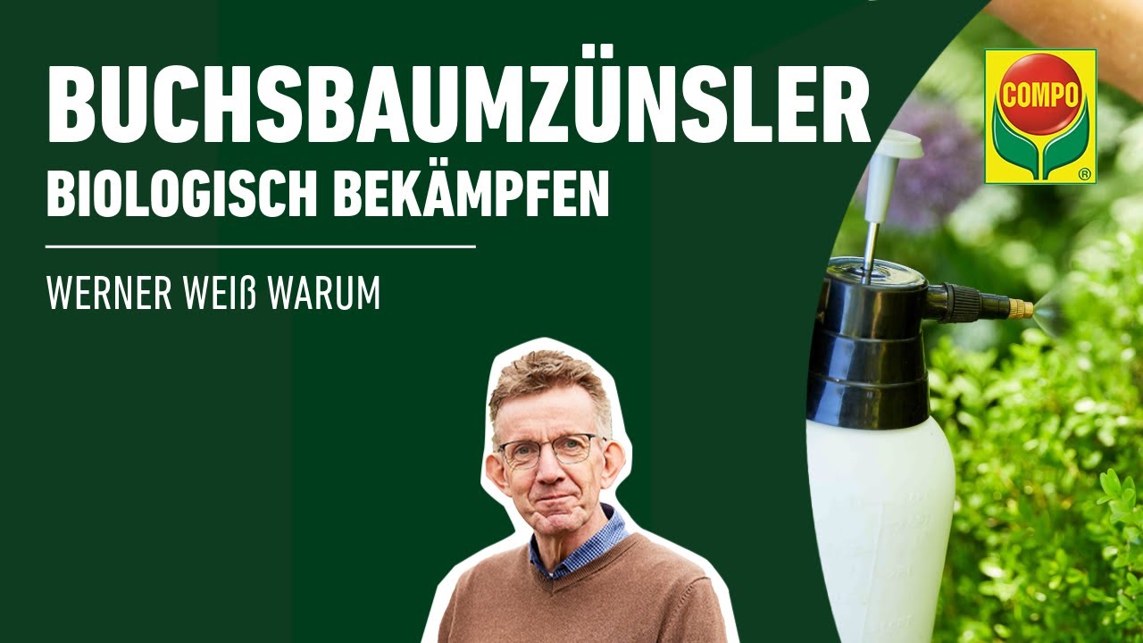 Buchsbaumzünsler biologisch bekämpfen | mit Neemöl | COMPO BIO