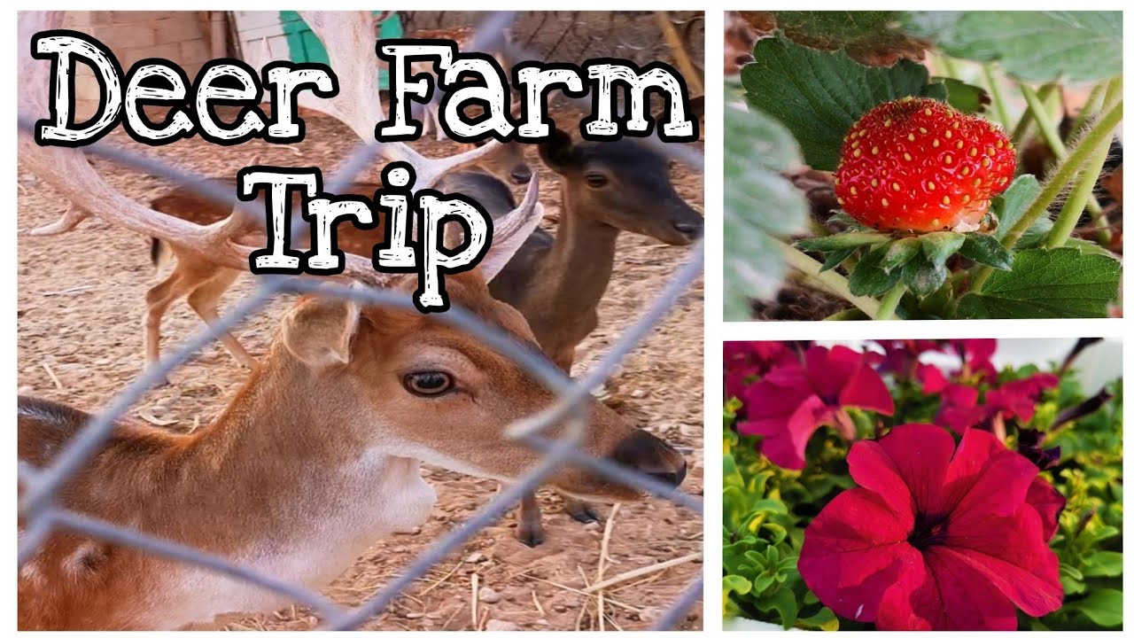 Hanging Strawberry Garden | Deer Farm | Flower Garden | Weekend Trip Riyadh | Travel Vlog | 4K