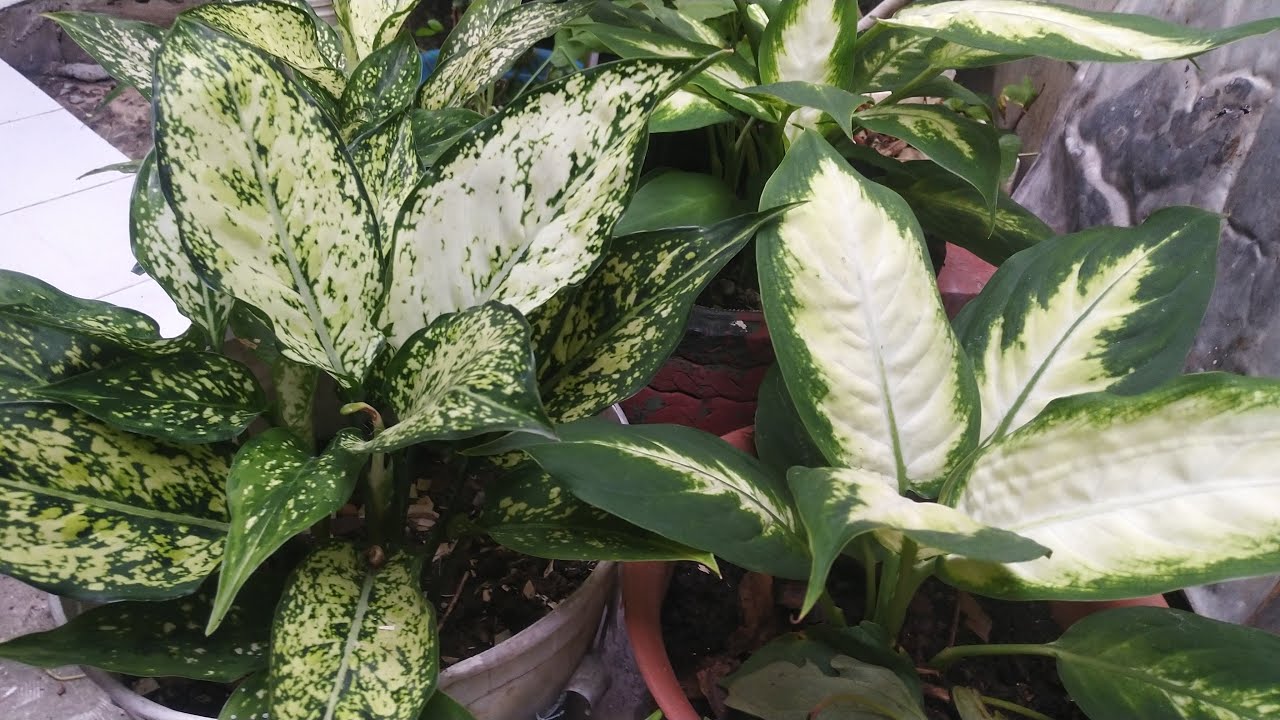 Hello, Thursday Silent Stream Guys | plantitosTV is live!