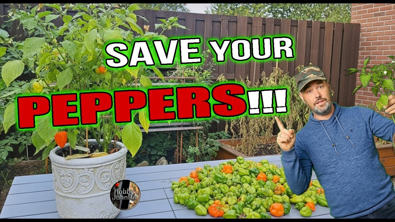 Don’t Let Your Pepper Plants Die This Winter! Simple Overwintering Guide