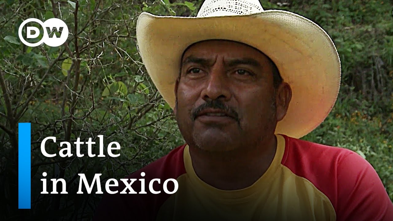 Mexico: Sustainable farms for biodiversity | Global Ideas