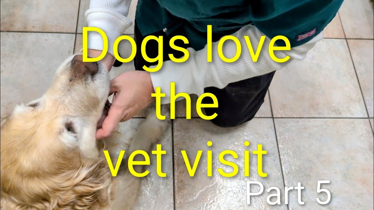 Dogs go to the vet. Part 5. Everything about blood tests.