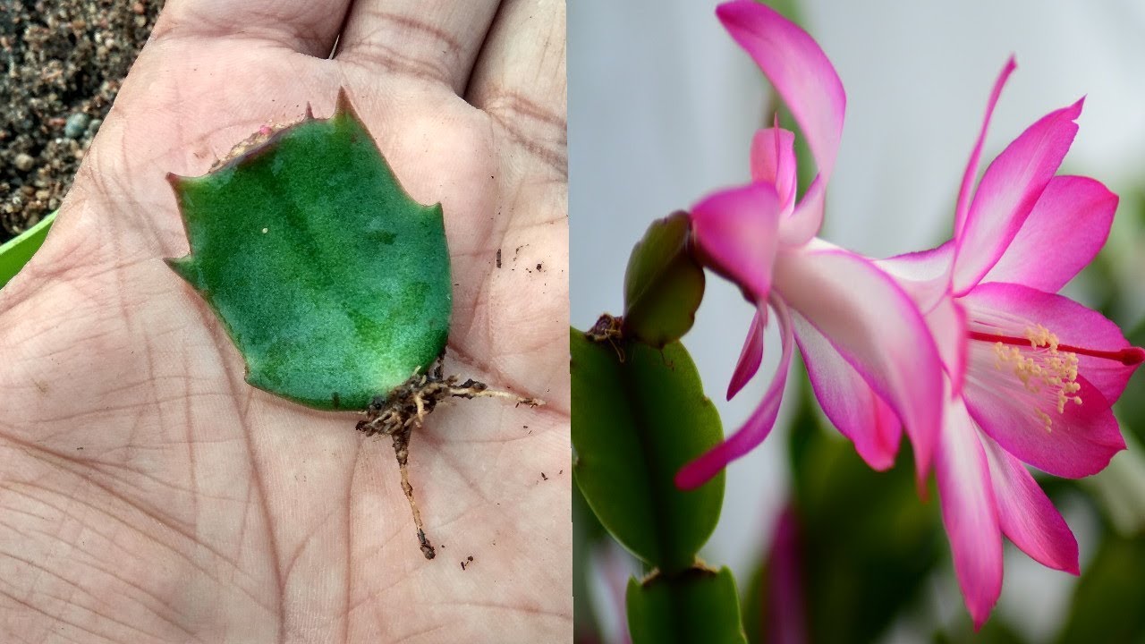 Easiest way to grow Christmas cactus from cutting with update