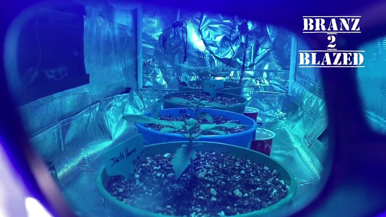 Kind led X80 veg bar waiting on the genetics to get in the first ever Grow Strong cup grow off