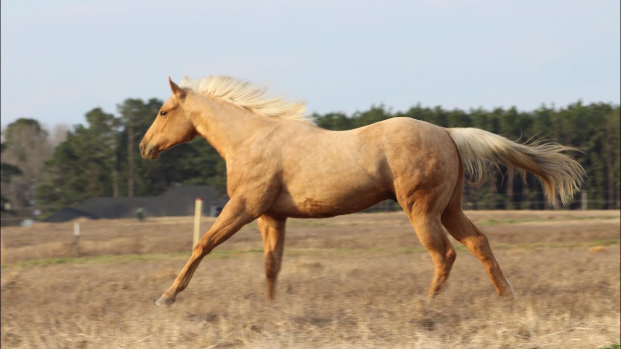 2024 AQHA Palomino Gelding Prospect- Rope / Barrel / Ranch Horse