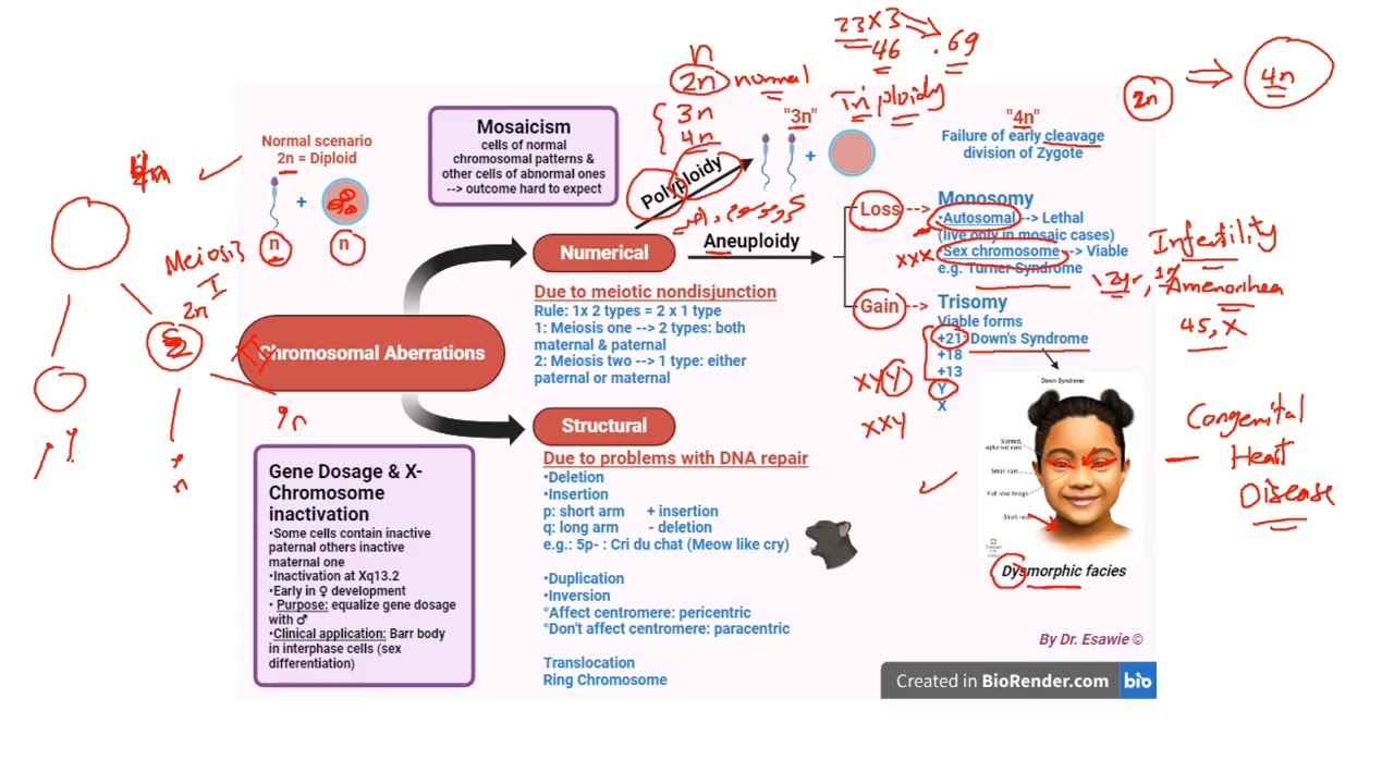 Chromosomal Aberration and Cytogenetic Techniques (شرح بالعربي)