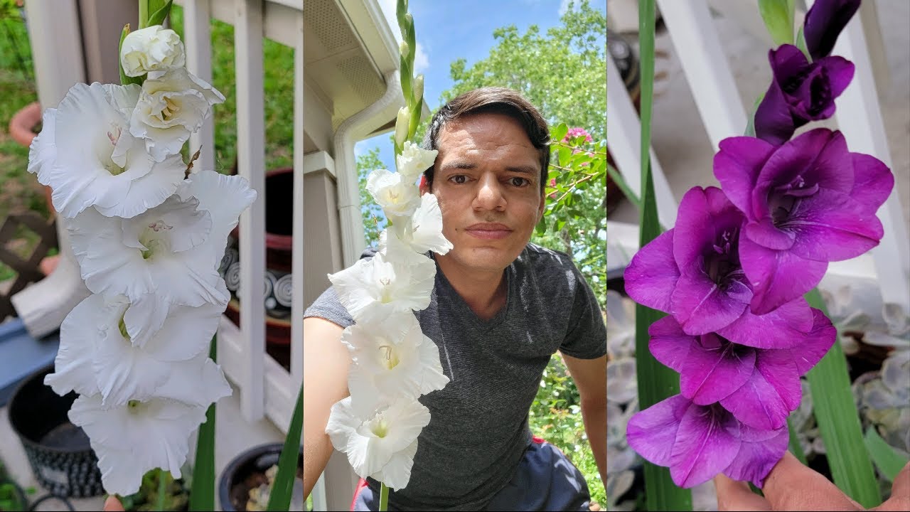 Gladiolos en floración y sus cuidados