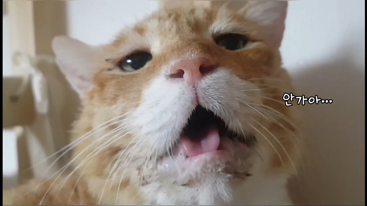 노묘 할배, 나가기 싫어서 찡찡 (심쿵 주의😍)