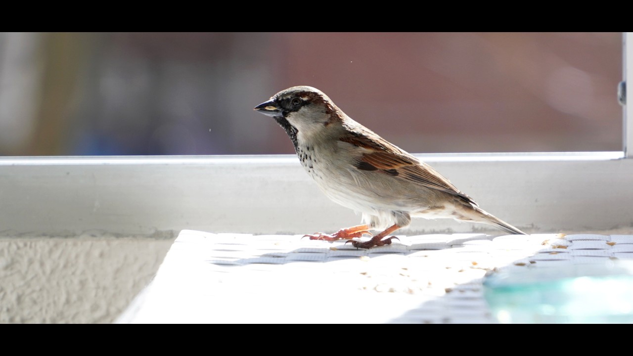 Robin el gorrión....se ha hecho sitio en la mesa, come tranquilo y deja comer a  su pareja
