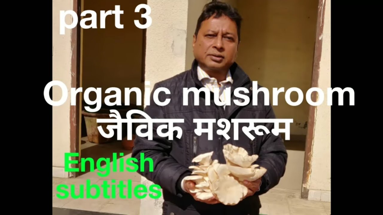 जैविक मशरूम #तरल वेस्ट डिकंपोजर से #Liquid waste decomposer#owdc#Dr.Krishan Chandra