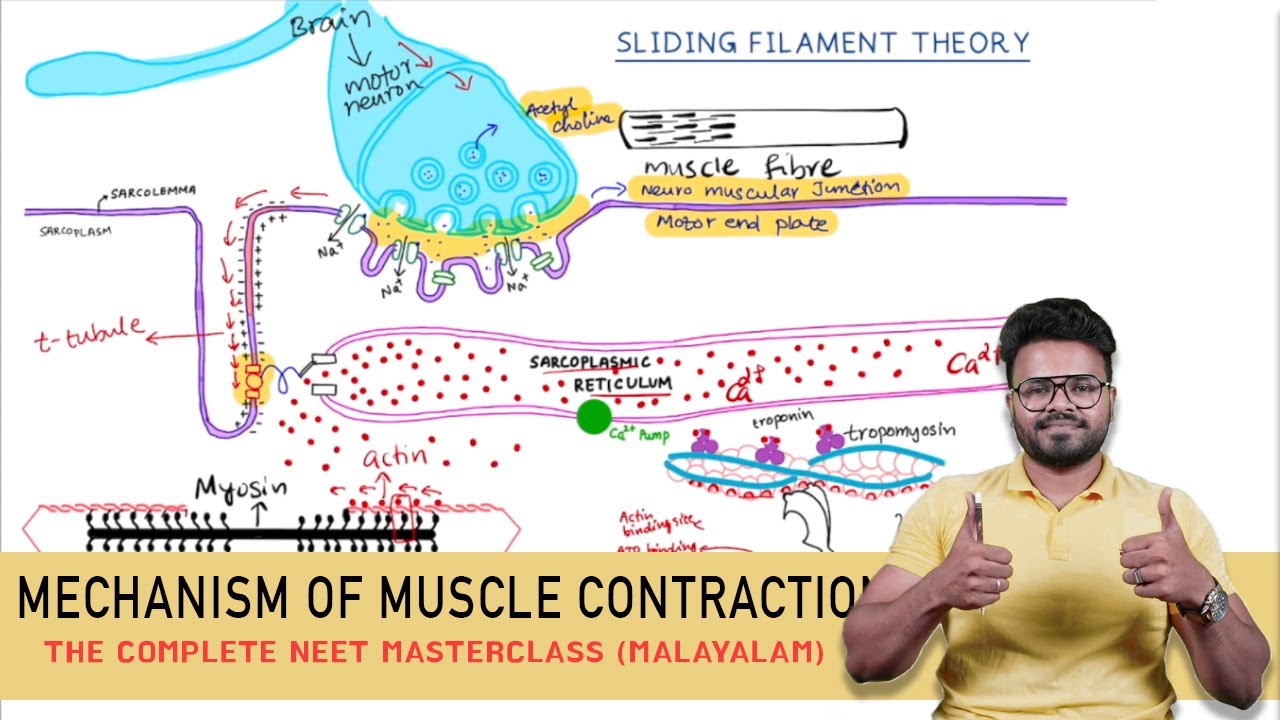 Mastering MECHANISM OF MUSCLE CONTRACTION | NEET 2024 (MALAYALAM)