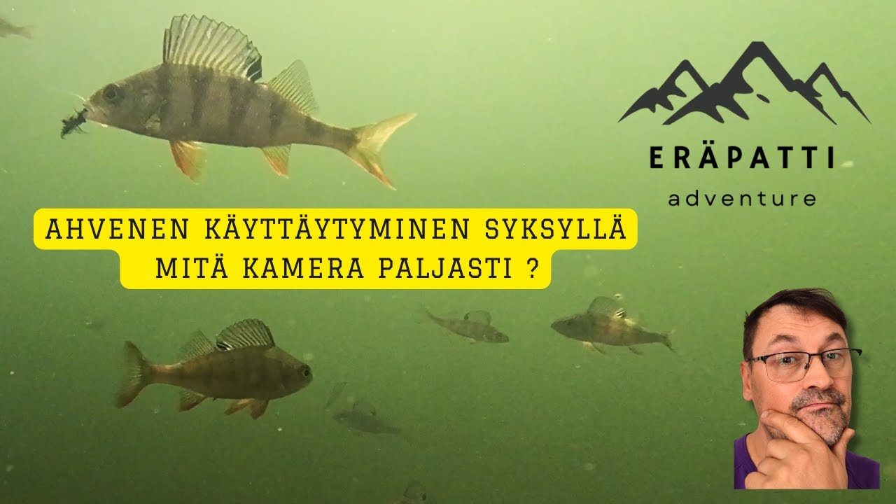 Ahvenen K&auml;ytt&auml;ytyminen Syksyll&auml; - Mit&auml; Kamera Paljasti?