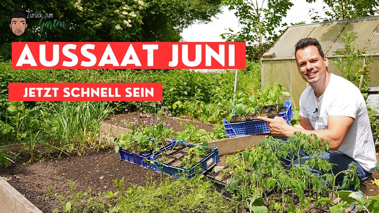 Aussaat Juni  -  alles an Gemüse geht raus und wird neu ausgesät