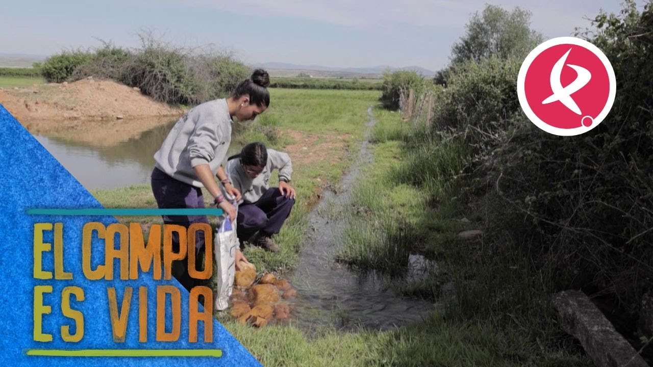 Truco para redirigir el agua de la acequia | El campo es vida