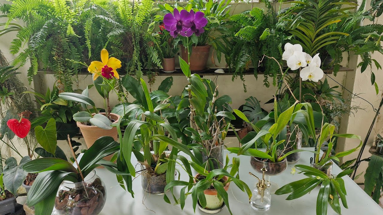RESULTADOS  DAS  ORQUÍDEAS ONCIDIUM E DENPHAL  CULTIVADAS NO VIDRO  COM SUBSTRATO 
