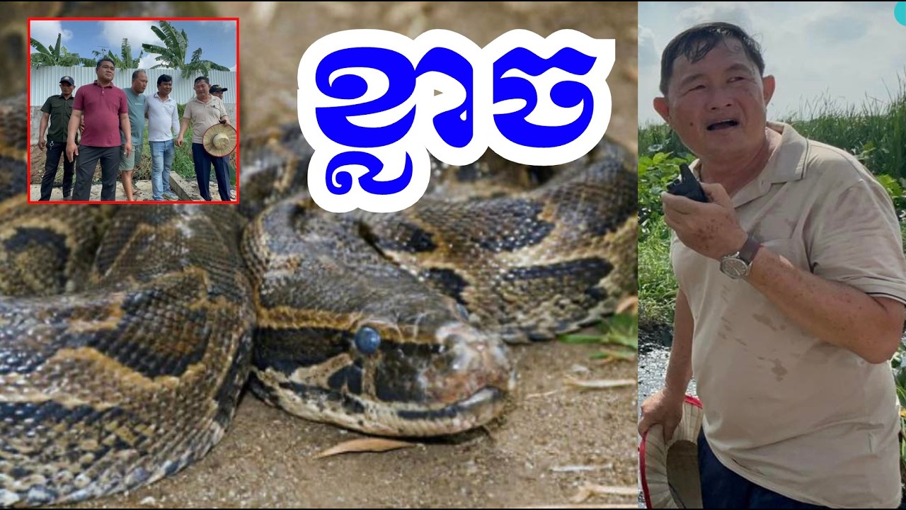 រីករាយ ថ្ងៃអាទិត្យ! ពស់ៗ ចង់រត់ចោលគ្នា! ថ្ងៃសំរាក ស្តារប្រឡាយ ធម្មតា ទេ ! #cambodia #tnn, 01/03/2026