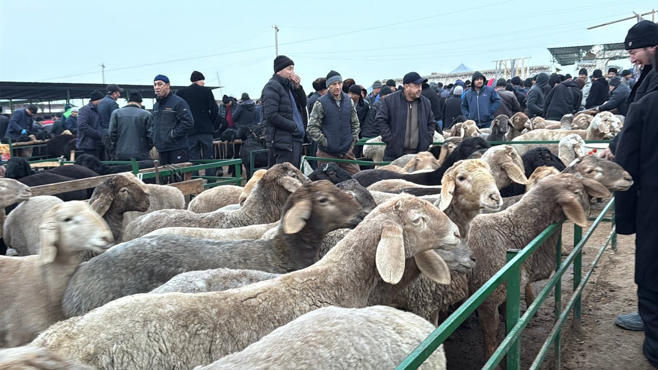 Shahidon qõy bozori bugungi narhlar bilan tarnishing 20.01.2026yil