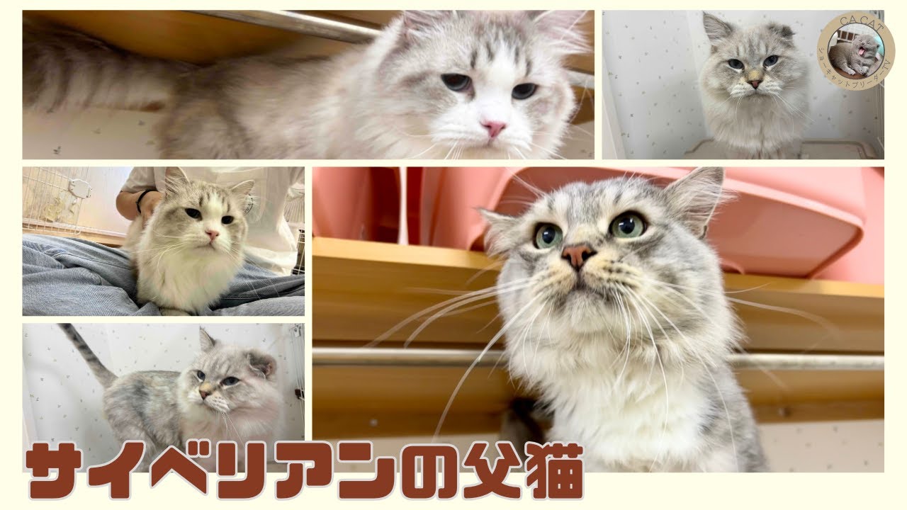 【サイベリアン】お父さん猫をご紹介🐾【ショーキャット】