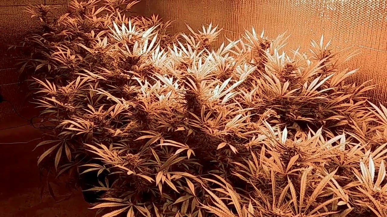 Lucas Method: Pre-Harvest