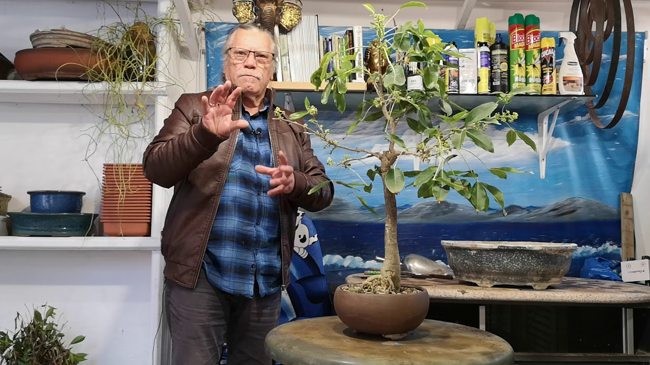 Como Hacer tus propios Bonsai, el zapote blanco frutales jard&iacute;n de bonsai de Antonio Ruiz