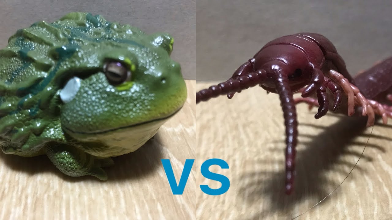 アフリカウシガエルvsハブムカデ　African bullfrog vs. Centipede