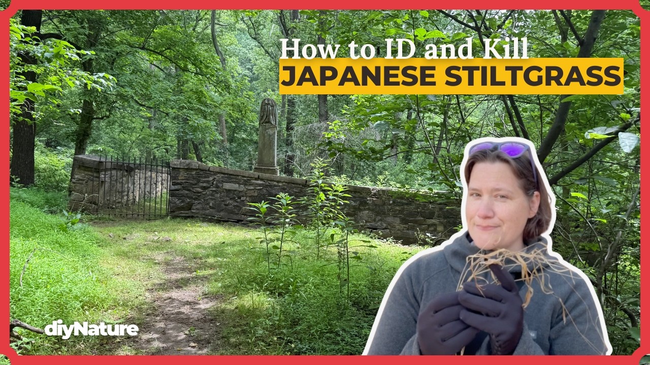 How to Identify & Control Japanese Stiltgrass (Microstegium vimineum)