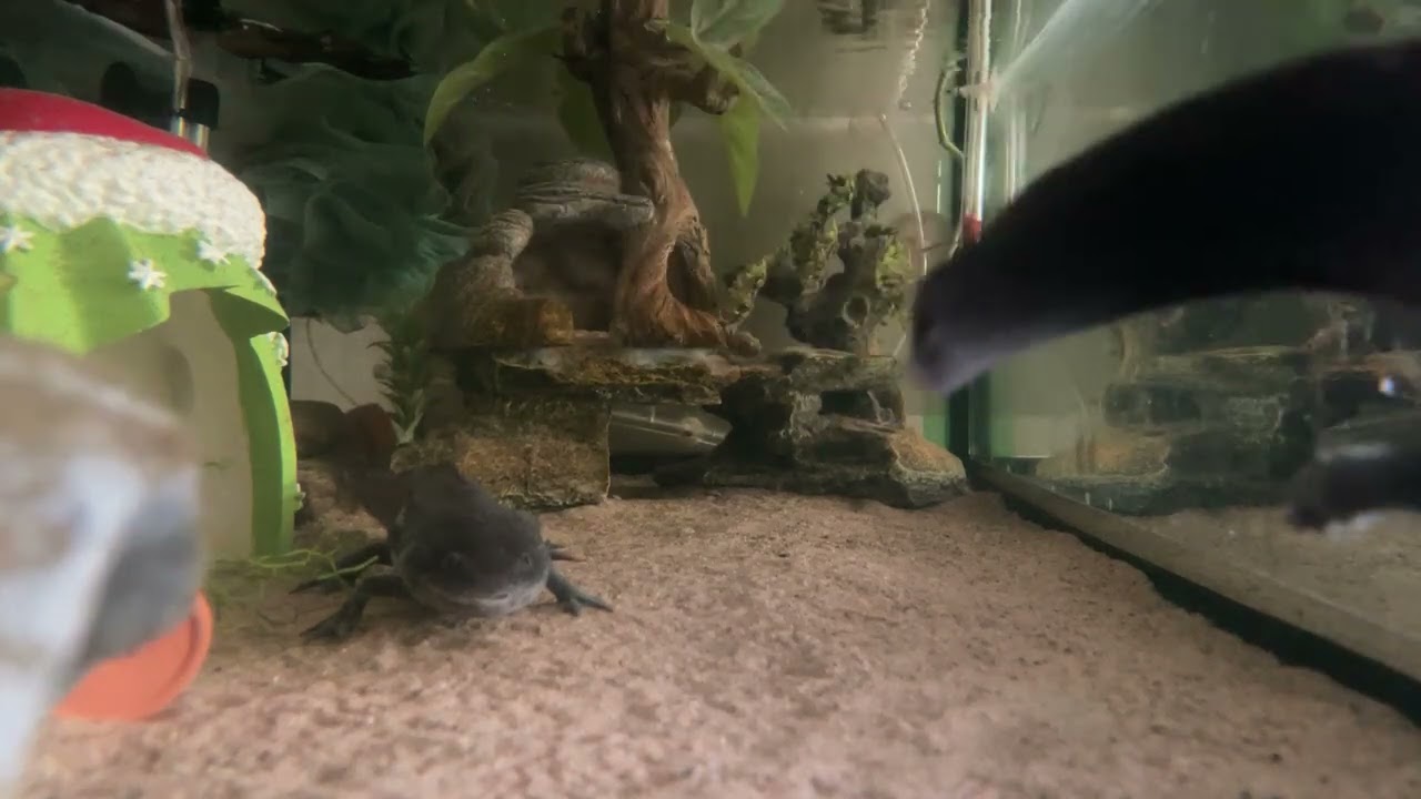 just a pair of rescued axolotl’s living in their lives (Part 8/32)