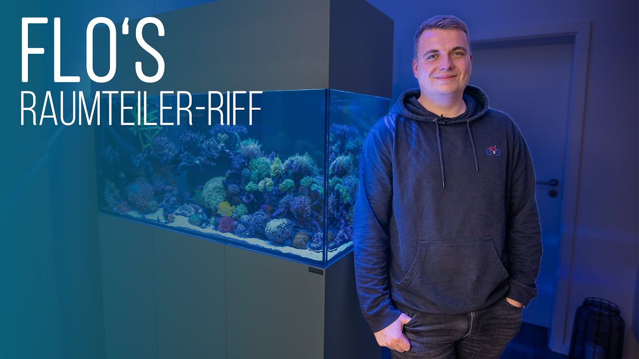 Coralaxy on Tour | Das beeindruckende Raumteiler-Riff von Flo (@coast_corals)!