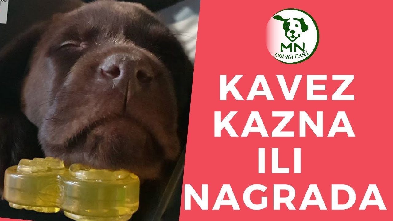Kako predstavati kavez vašem psu / MN obuka pasa