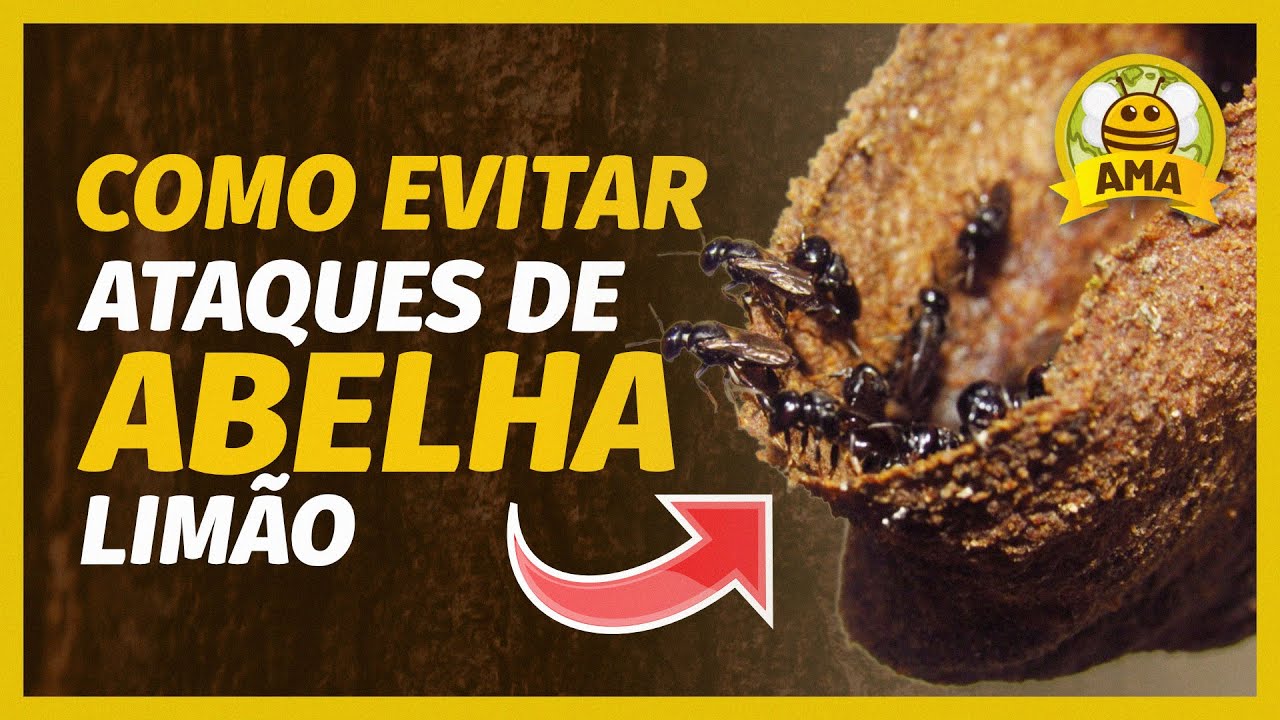 Como EVITAR ataques da ABELHA LIMÃO