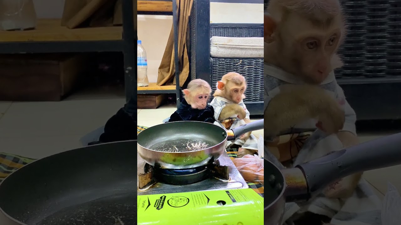 Happy monkey enjoys hugs and kisses 💕🐵 