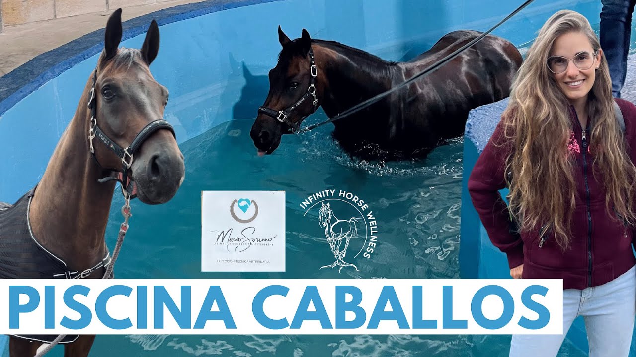 Piscina para caballos? 😱 Infinity Horse Wellness ⭐️ Beneficios + Propiocepción