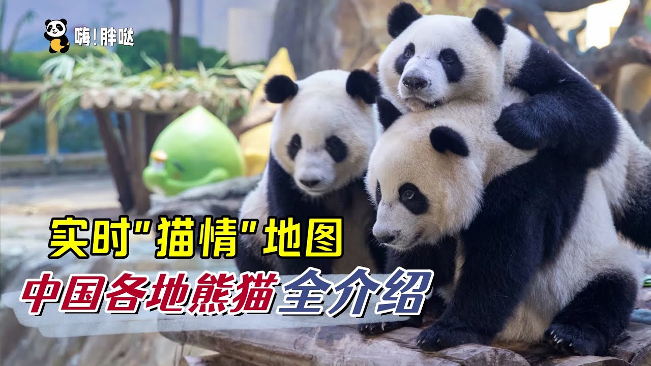 分布在全国70多个地方的熊猫们：亚布力熊猫思嘉和佑佑、草原小姐妹七巧七喜、在江浙沪打工的熊猫最多