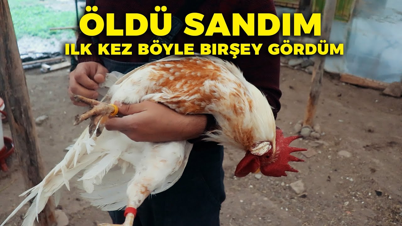YAĞMURA YAKALANDIM ! Ölü Taklidi Yapan Horoza Bilezik Taktım - Gurk Tavukları Yatmış Sorun Yok !