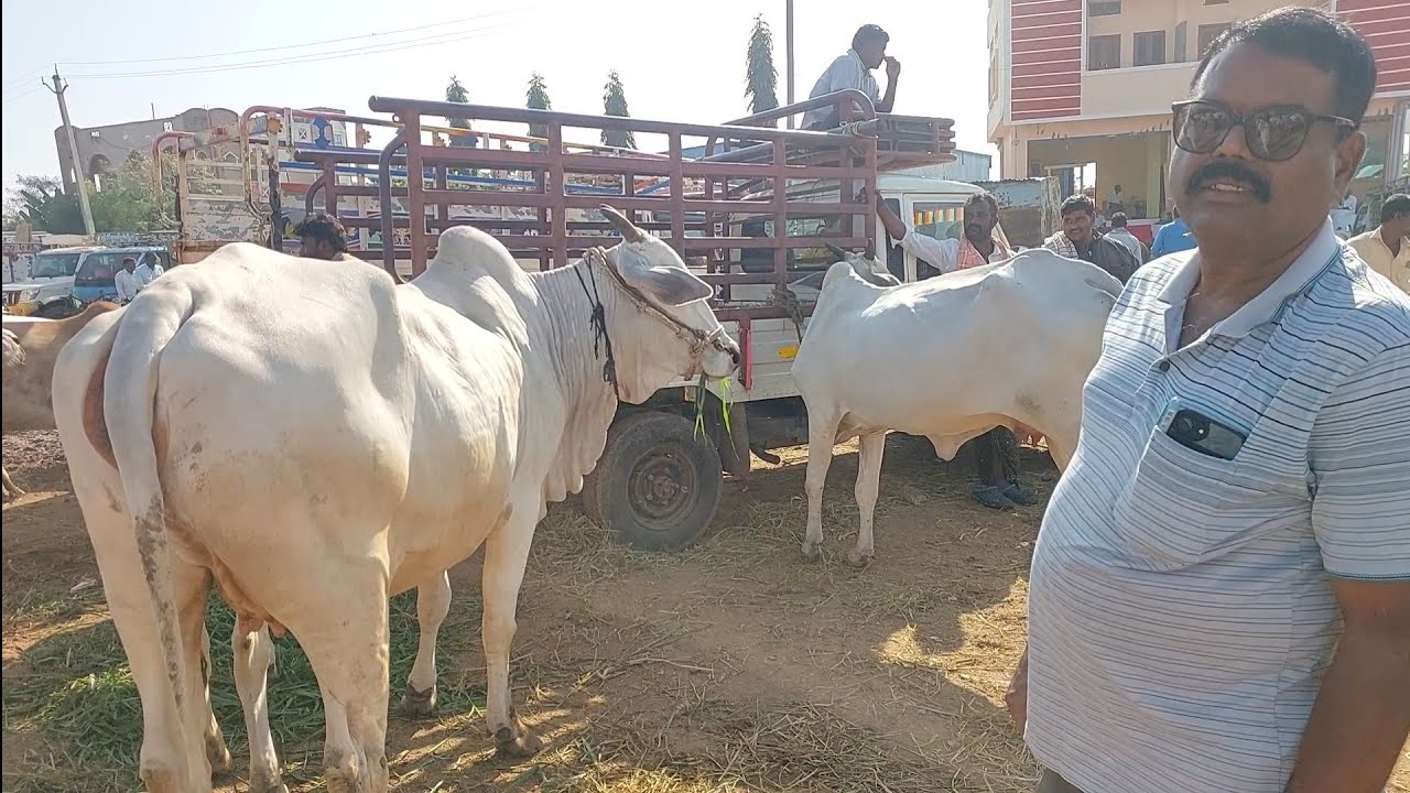 పెబ్బేరు సంతలో భారీ సైజులో ఉన్న ఒంగోలు ఆవు రోజుకు 10 లీటర్ల పాలిస్తుంది అంటున్న రైతు | Ongole cow 