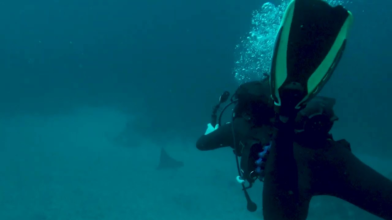Unbelievable Reef Diving at Protea Banks