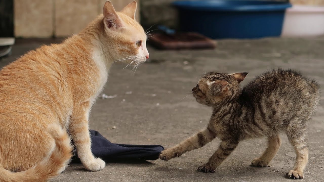 Котенок впервые ссорится со взрослой кошкой [Защитный котенок] Cats and Kittens Meowing