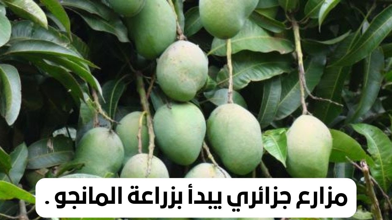 أفاق واعدة في تجربة زراعة أشجار المانجو بالصحراء الجزائرية  / مزارع جزائري يبدأ بزراعة المانجو .
