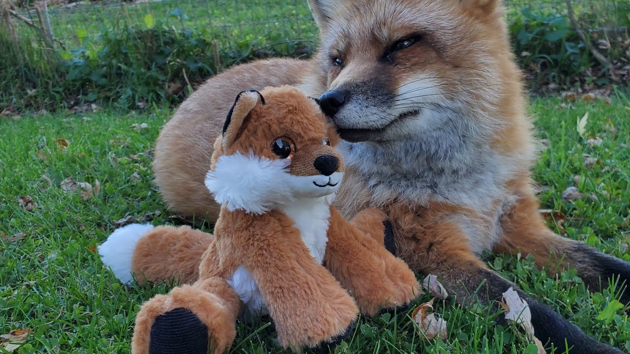Finnegan Fox reacts to a toy that goes hehehe just like him!