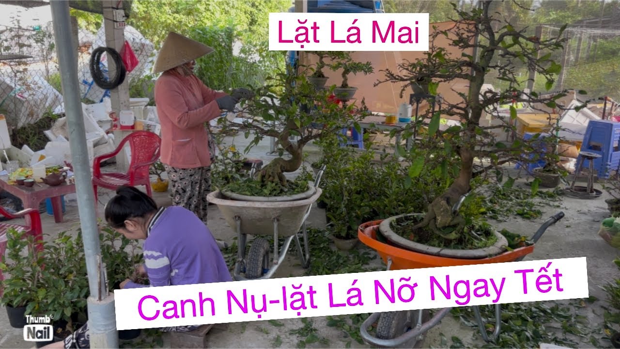 Lặt lá mai vàng,,canh nụ,nụ đen-nu xanh 