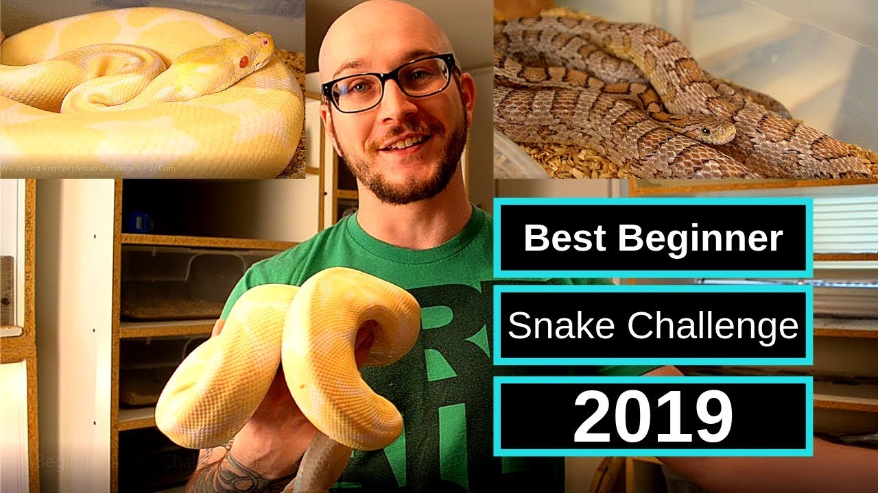 Best Beginner Snake Challenge | Ball Python Vs Corn Snake