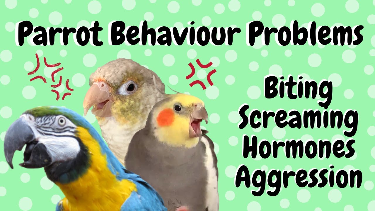 Solving Parrot Behaviour Problems: Screaming, Biting, Aggression, Hormones 🦜 | BirdNerdSophie
