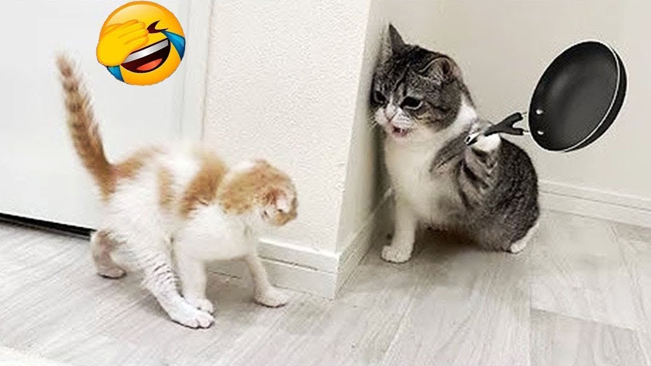 Intenta no reírte 🤣 Los perros y gatos más divertidos del 2026 😸🐶 Parte 2