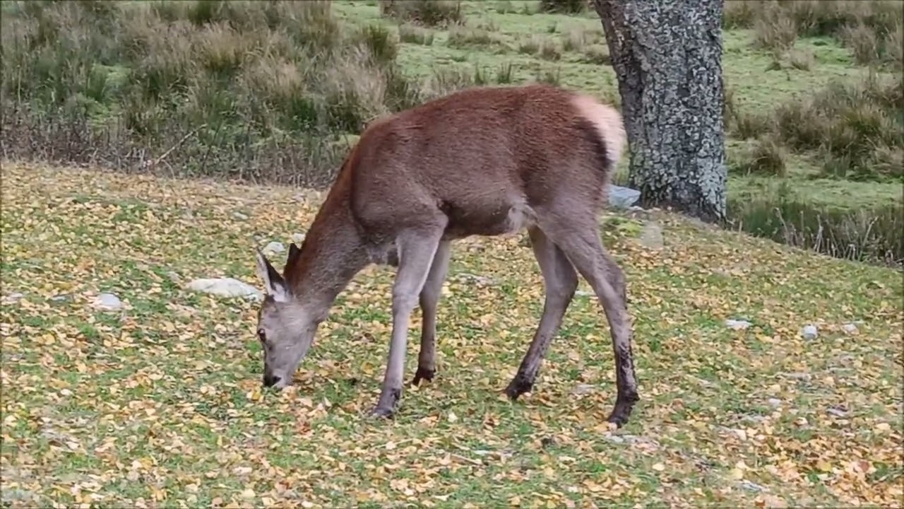 Highland Wildlife Park Scotland