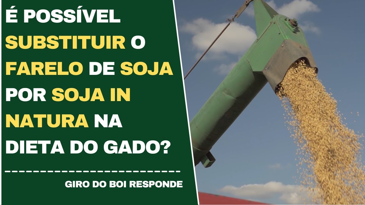 É POSSÍVEL SUBSTITUIR O FARELO DE SOJA POR SOJA IN NATURA NA DIETA DO GADO?