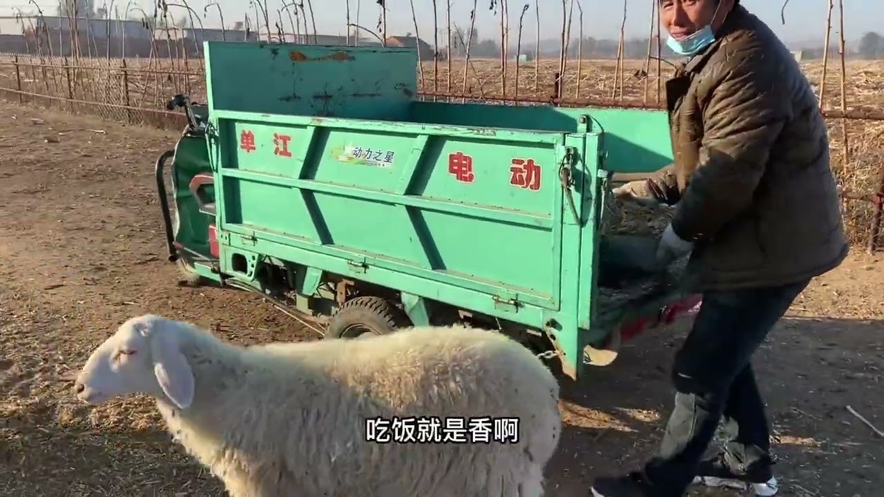 两广家的羊肉串们可长大了，这么久的精心喂养终于要收成啦 #养羊创业 #农村养羊 #养羊人 #我的农村生活 #农场日记