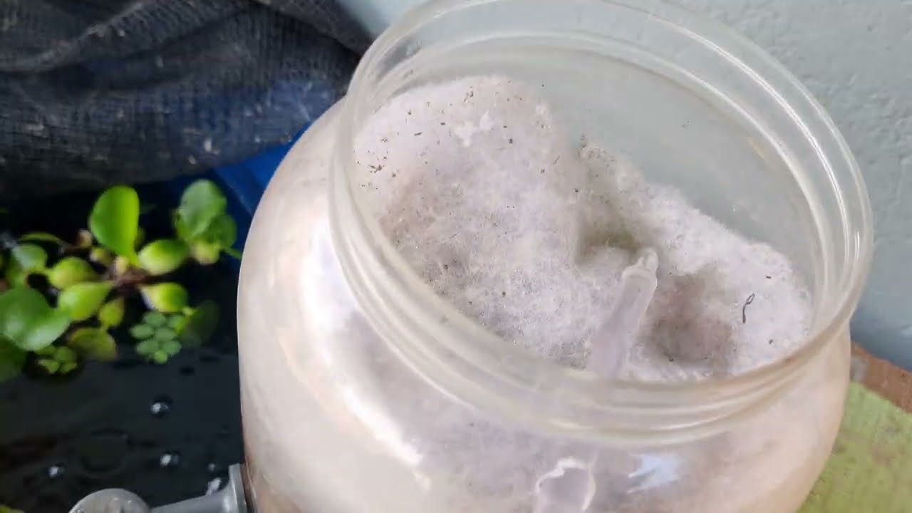 Como fazer um filtro caseiro para seu aquario ou lago