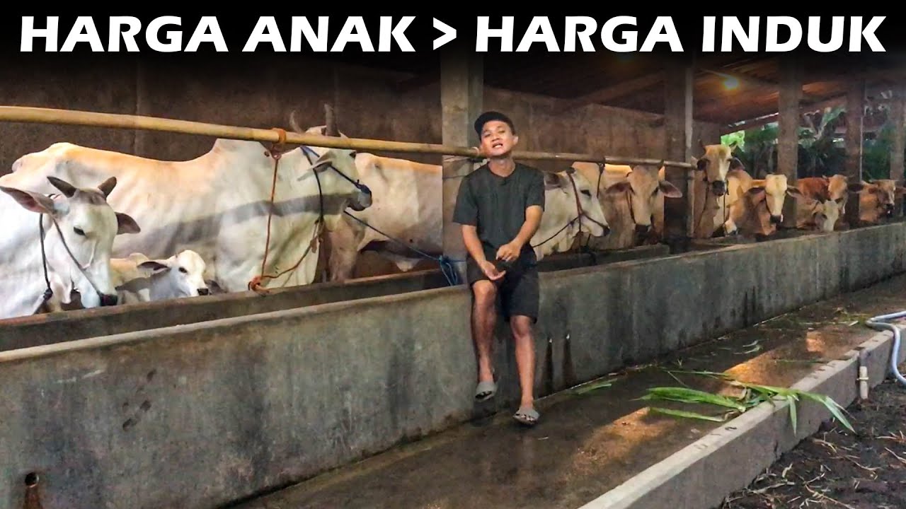 REVIEW SEMUA SAPI INDUKAN & PEDET !! PELUANG USAHA 2021