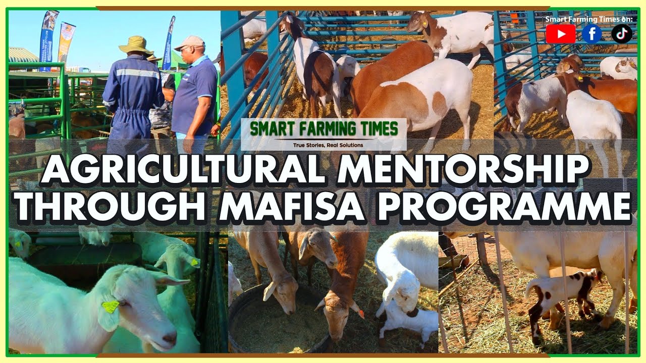 Did You Know: Agricultural Mentorship Through Mafisa Programme