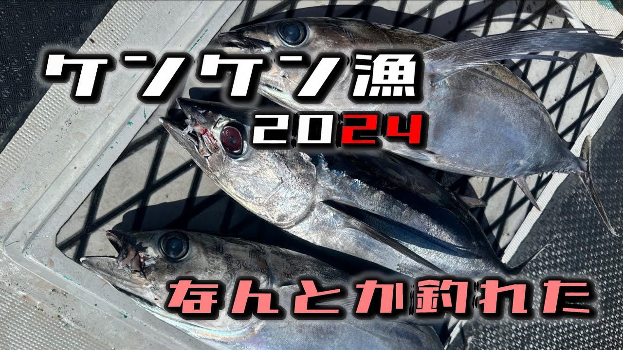 2024年シーズン　ケンケン漁に行ってみたら何とかトンボ釣れてくれて…
